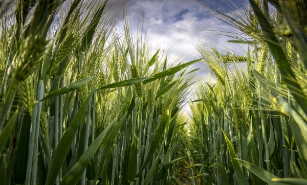 wheat field with blue sky and sunshine wheat field with blue sky and sunshine, Limburg, Netherlands