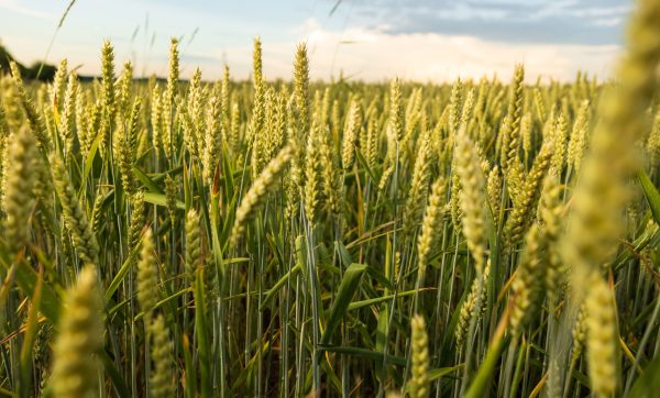 Wheat ears in the field on a sunny day Common wheat ears in the field on a sunny day