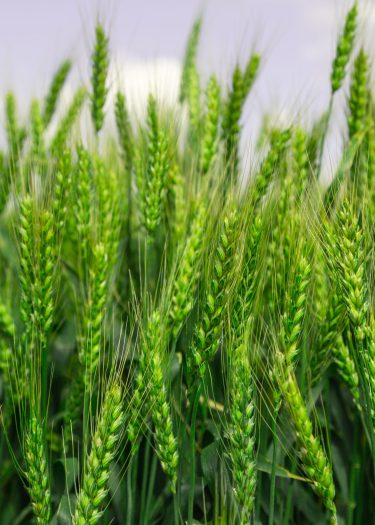 Close up of ripe wheat ears against beautiful sky with clouds. High quality photo