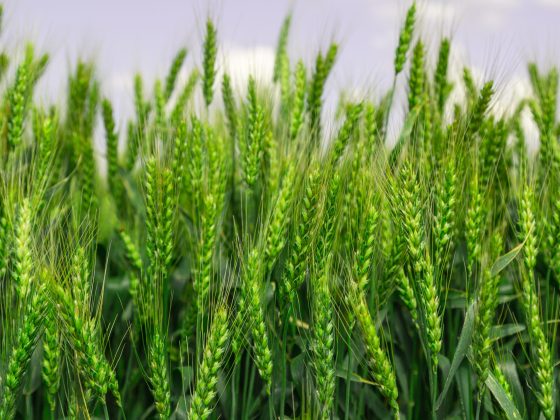 Close up of ripe wheat ears against beautiful sky with clouds. High quality photo